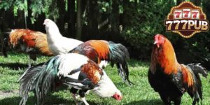 777PUB’s Guide to Effectively Raising Cuban Chickens