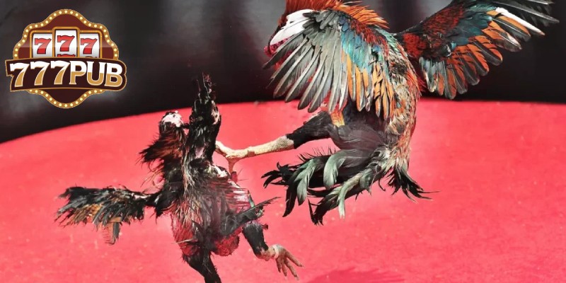 C1 Cockfighting – Top-tier Matches Featuring Selected Roosters