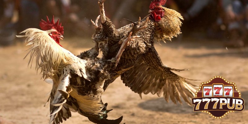 C2 Cockfighting – A Platform for Roosters to Prove Their Strength