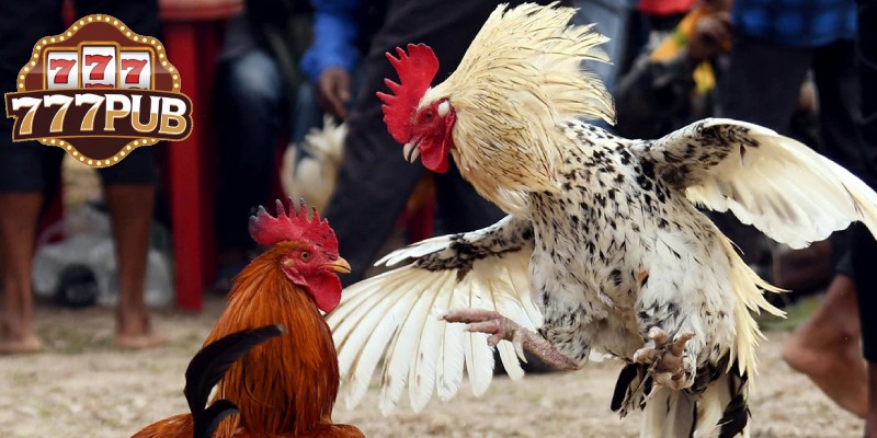 C3 Cockfighting – A Tough Challenge for Young Roosters