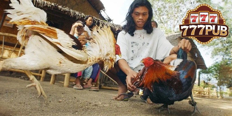 Cockfighting – Discover the Premier Forms of the Sport