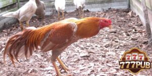 Most Prominent Asil Gamefowl Varieties Today