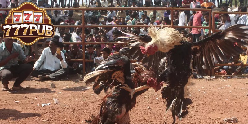 Study the Roosters Carefully Before Placing Your Bets